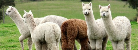Alpaca flock